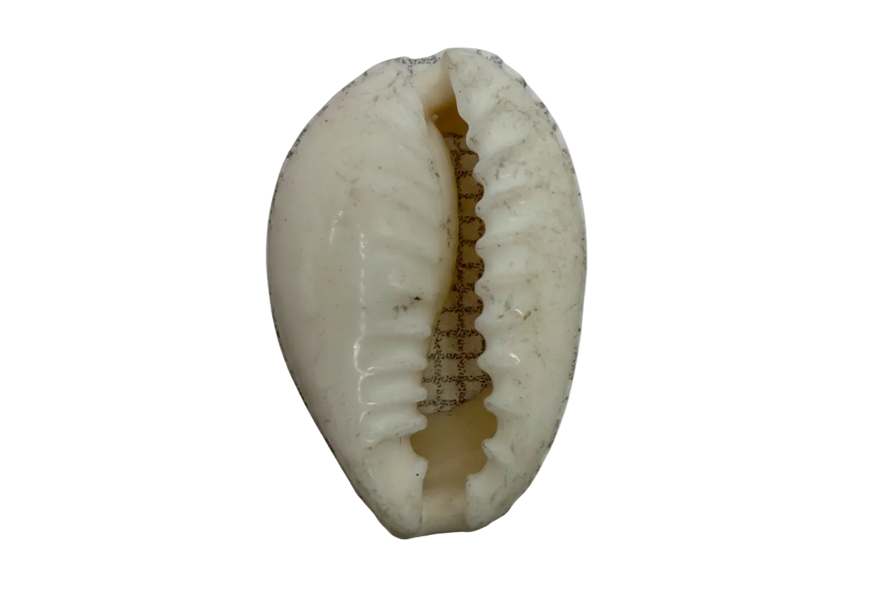 Glossy ivory cowrie shell charm with natural speckling