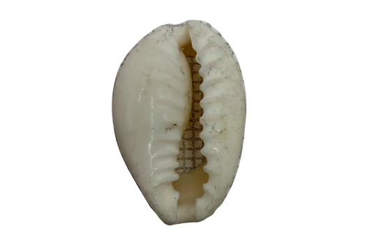 Glossy ivory cowrie shell charm with natural speckling