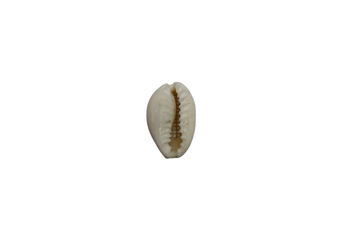 Ivory cowrie shell charm with speckling