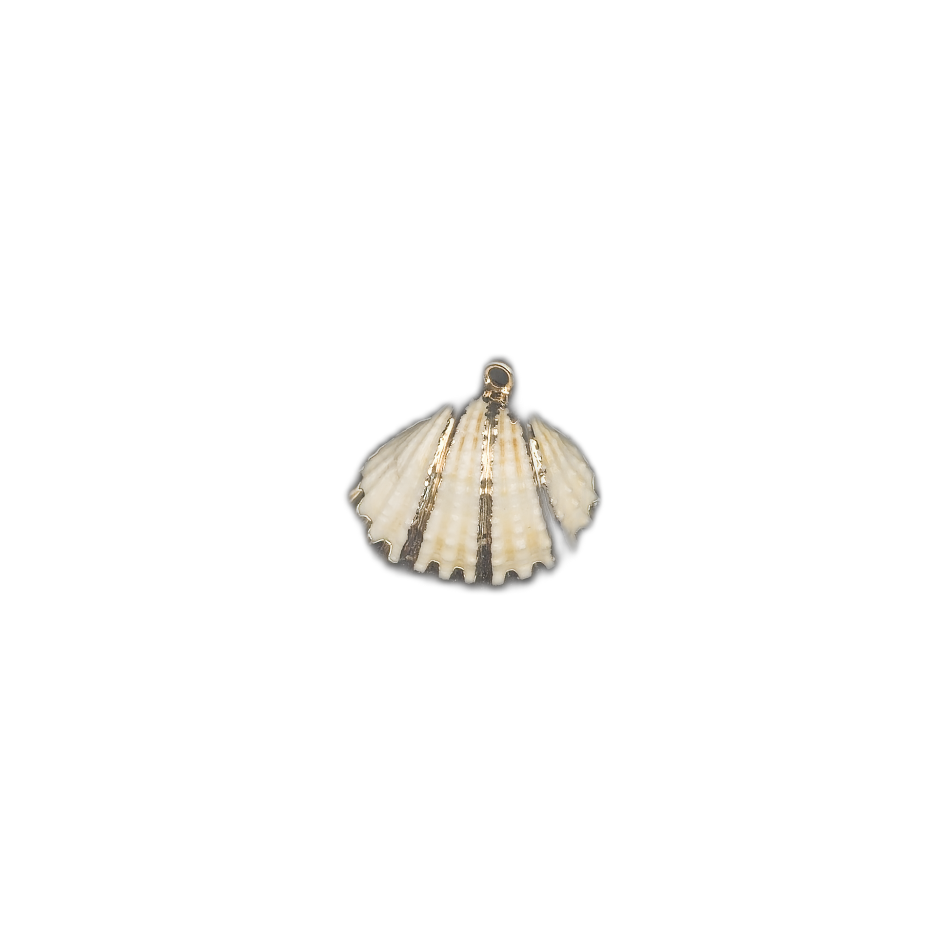 small scallop shell charm centered on a black background